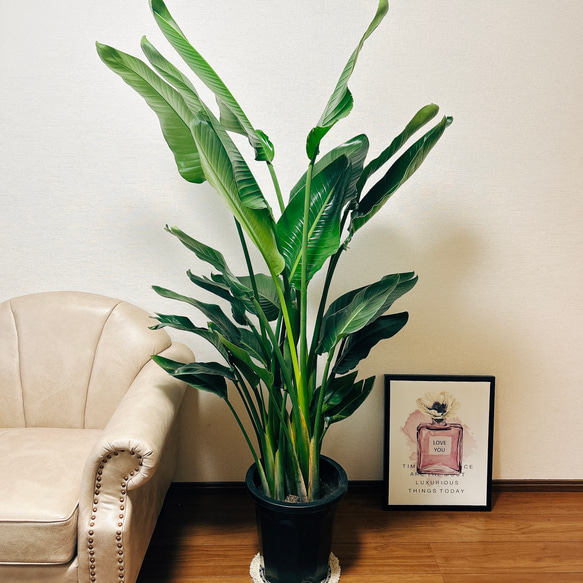 現品］ストレリチアニコライ オーガスタ 10号 尺鉢 観葉植物 大型 室内