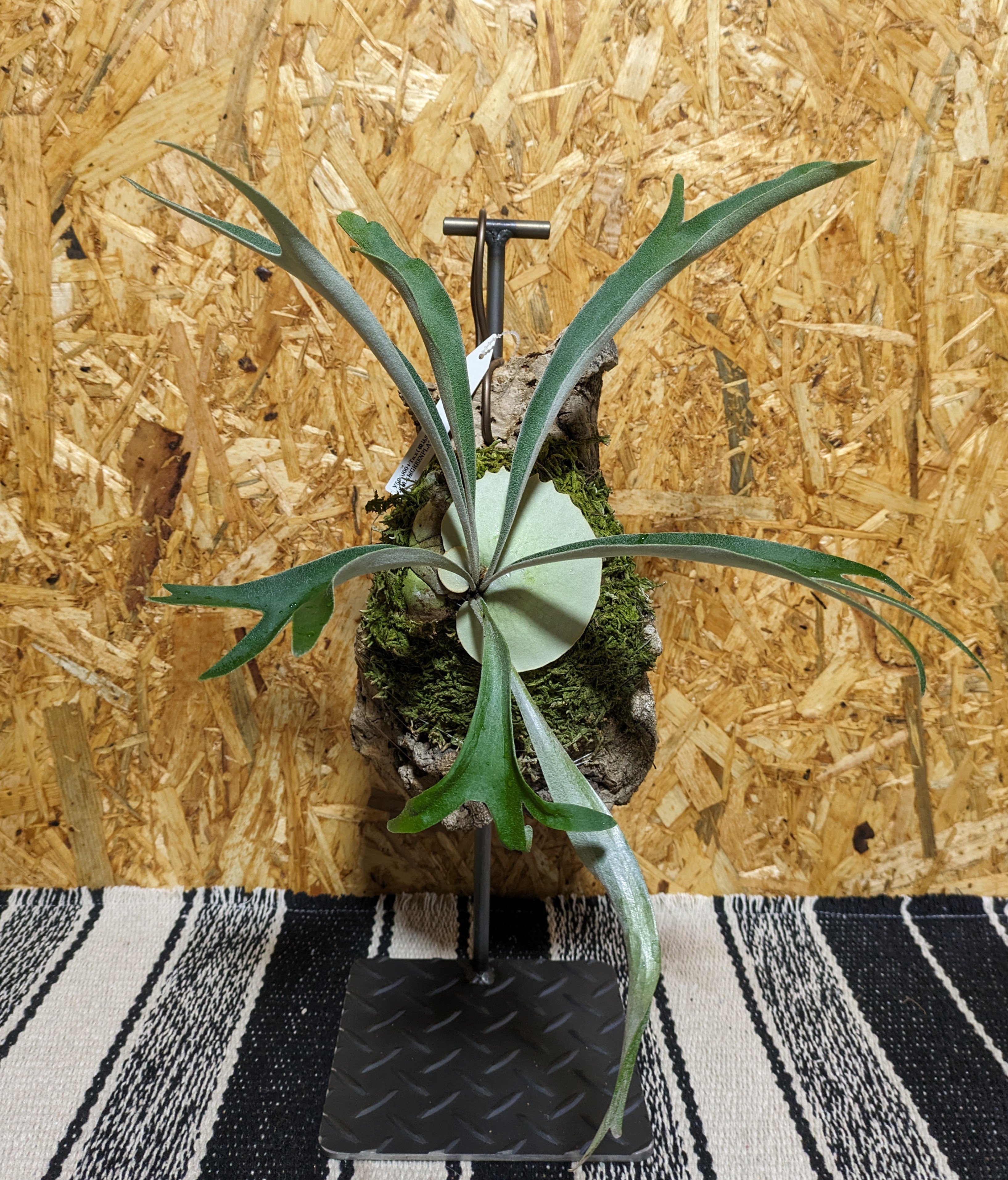 ビカクシダ、アイアンスタンド！エアープランツ！ 楽天市場】PLANT STAND ビカクシダ ビカクシダスタンド ビカクシ