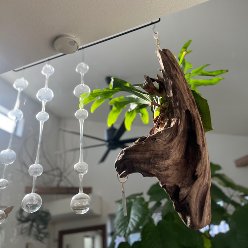 コウモリラン　ヴィーチー　流木ハンギング　現品 ビカクシダ コウモリラン ベイチー（ビーチ―） 流木付け 観葉