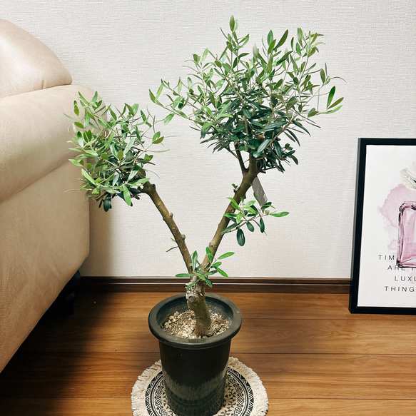 創樹　オリーブ　ネバディロブランコ　14 オリーブ ネバディロブランコ 14【現品】観葉植物 創樹 SOUJU 6号 現品