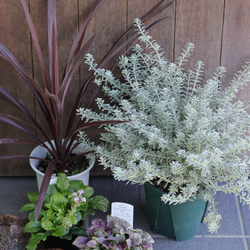 ウエストリンギアとカラーリーフのスクエア鉢寄せ植え 寄せ植え ウエストリンギアのインテリア実例 ｜ RoomClip（ルーム