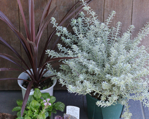 ウエストリンギアとカラーリーフのスクエア鉢寄せ植え 大人気❤︎ウエストリンギアのお買い得ガーデンセット その他