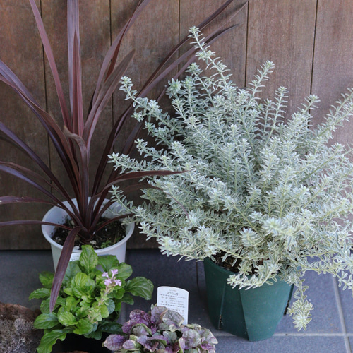 大人気❤︎ウエストリンギアのお買い得ガーデンセット その他