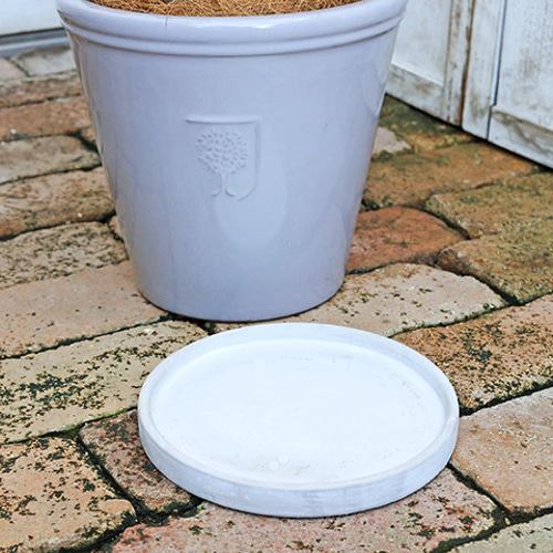 送料無料現品販売 観葉植物 シェフレラ コンパクタ シック陶器鉢 gray