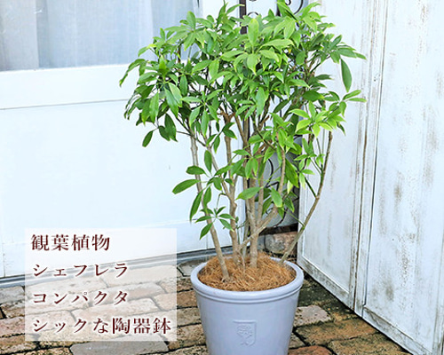 シェフレラ・コンパクタ・鉢つき abf3b1aa12c8bd3759b36aa30b7abf