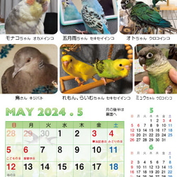 2024年 鳥づくし卓上カレンダー インコ  小鳥 カレンダー 2024卓上 11枚目の画像