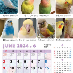 2024年 鳥づくし卓上カレンダー インコ  小鳥 カレンダー 2024卓上 13枚目の画像