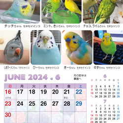 2024年 鳥づくし卓上カレンダー インコ  小鳥 カレンダー 2024卓上 14枚目の画像