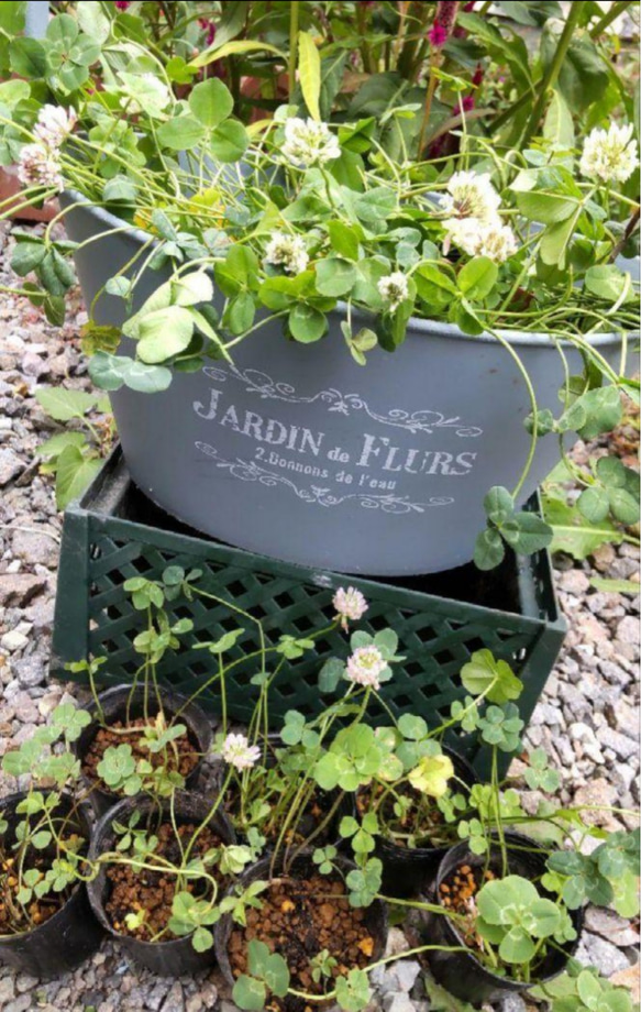 四つ葉のクローバー 抜き苗♡ 1ポット 多肉植物 黄色いスコップ