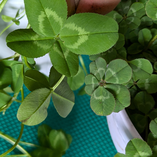 四つ葉のクローバー 抜き苗♡ 1ポット 多肉植物 黄色いスコップ 通販