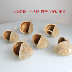 【早割】幸せのブッダナッツクリスマス飾り／ジンジャークッキーVr（無料ギフトラッピング） 4枚目の画像