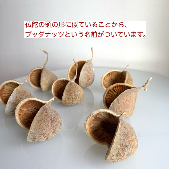 【早割】幸せのブッダナッツクリスマス飾り／ジンジャークッキーVr（無料ギフトラッピング） 5枚目の画像