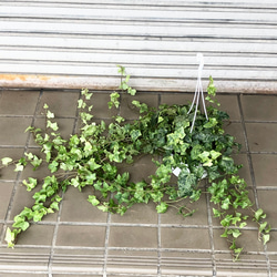 ダブルヘッド ユッカ ロストラータ アンティークテラコッタ その他