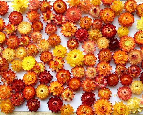 帝王貝細工100個！黄＆オレンジ系 ヘリクリサム その他素材 lemon-time