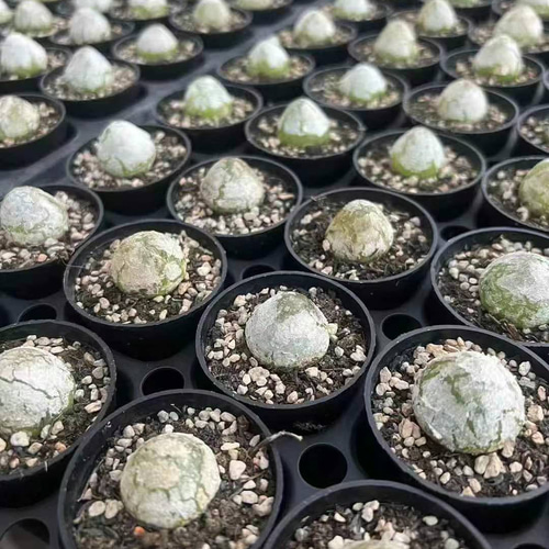 多肉植物 コノフィツム ブルゲリSH409 大玉 1.5cm以上 抜き苗 1 多肉植物 コノフィツム ブルゲリSH409 大玉 1.5cm以上 抜き苗 1