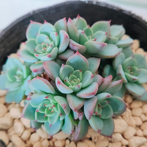 ブルーミニマ多肉植物カット苗寄植え