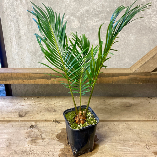 庭木 植木 観葉植物 蘇鉄（ソテツ） アートフラワー plant life 通販 