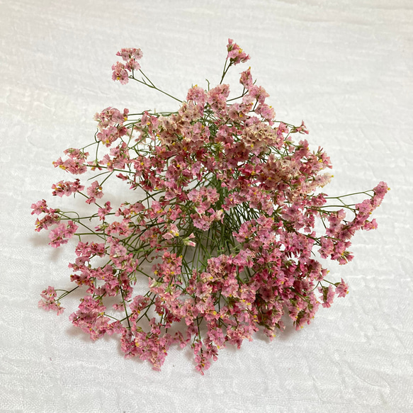 HBスターチス 旭 ドライフラワー malay_roseyvespiaget 通販 16705479