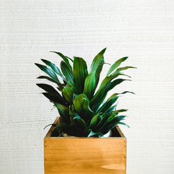ドラセナコンパクタ　アイアン脚ウッドＢＯＸ花台セット　綺麗なグリーン　育てやすい観葉植物　 2枚目の画像