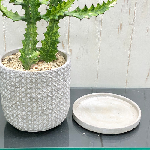 ユーフォルビア ラクテア ゴールドの陶器製ポット付き ユーフォルビア