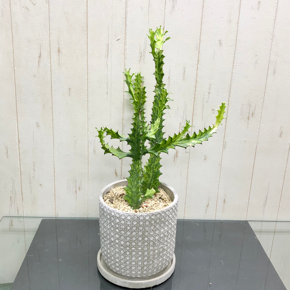 現品 ユーフォルビア ラクテア イエローゴースト 翡翠 ヒスイ石