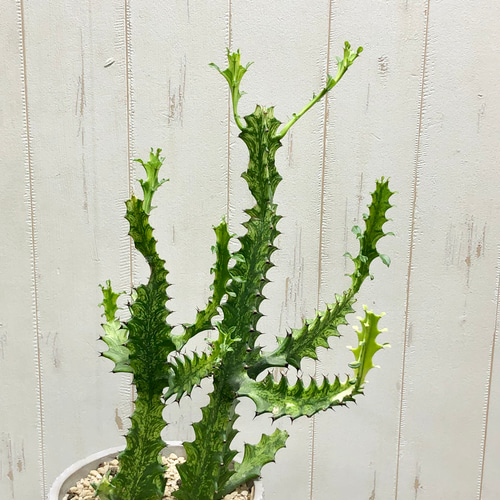 現品 ユーフォルビア ラクテア イエローゴースト 翡翠 ヒスイ石