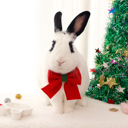ウサギ用 クリスマス ネック リボン/帽子 1枚目の画像