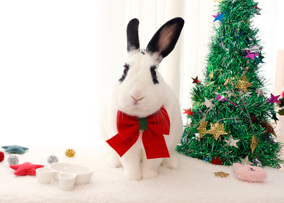 ウサギ用 クリスマス ネック リボン/帽子 1枚目の画像