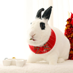 ウサギ用のクリスマスケープ 10枚目の画像