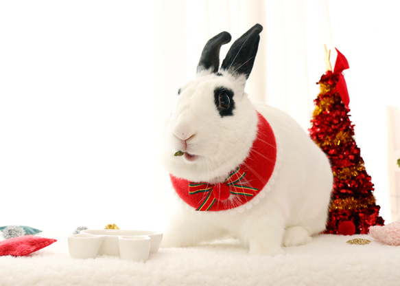 ウサギ用のクリスマスケープ 10枚目の画像