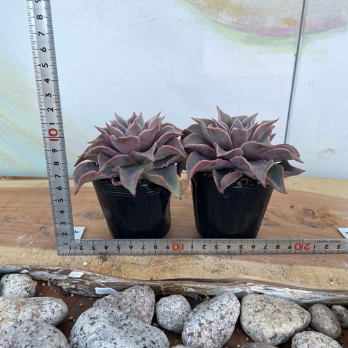 Top【選抜株】多肉植物　25897マディバ　8個　鉢無し/脱土 マディバはほんとに強い✨ ウチに来た時から大きかったからあまり変化