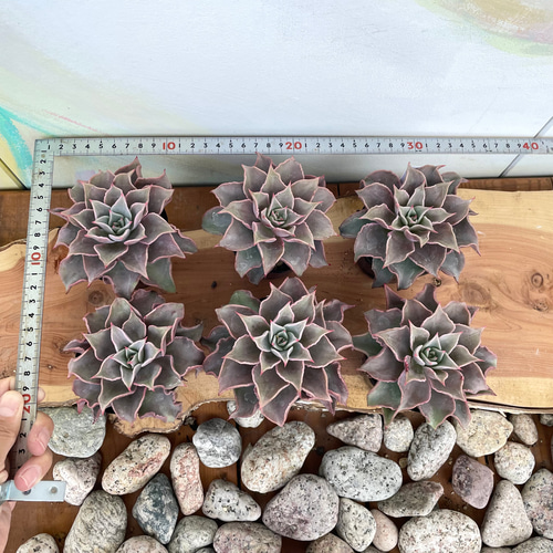 マディバ 大株 6鉢セット ※鉢のまま発送 ！【多肉植物】【観葉植物