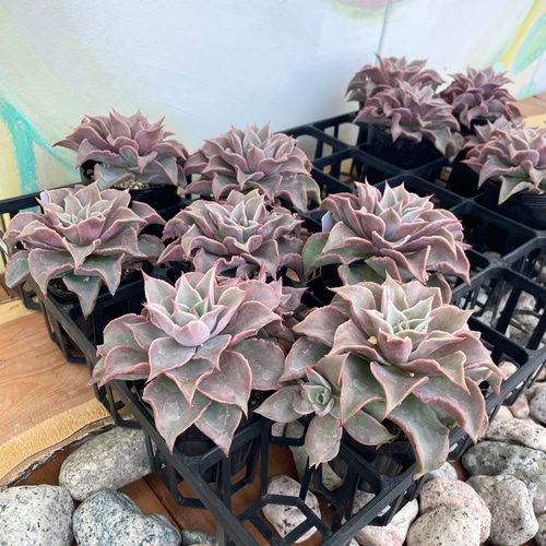マディバ 大株 6鉢セット ※鉢のまま発送 ！【多肉植物】【観葉植物