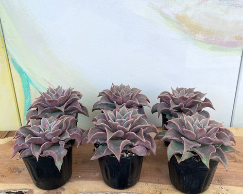 マディバ 大株 6鉢セット ※鉢のまま発送 ！【多肉植物】【観葉植物