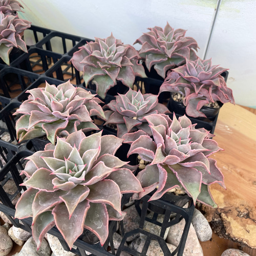 ＋速達　多肉植物　エケベリア　ドロップマディバ　極上ピンク　大きめ 多肉植物 エケベリア ドロップマディバ 極上ピンク 大きめ