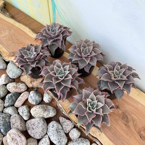 マディバ 大株 6鉢セット ※鉢のまま発送 ！【多肉植物】【観葉植物