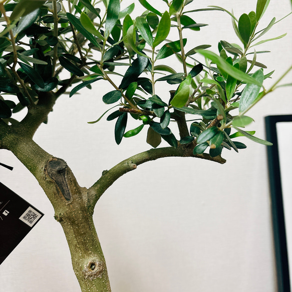 ［現品］6番　オリーブネバディロブランコ　創樹　観葉植物　おしゃれ　プラ鉢　6号　かわいい　しっかりした幹 11枚目の画像