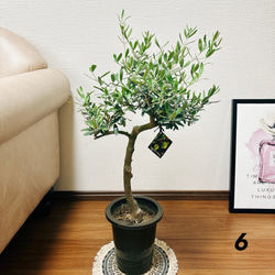 ［現品］6番　オリーブネバディロブランコ　創樹　観葉植物　おしゃれ　プラ鉢　6号　かわいい　しっかりした幹 2枚目の画像