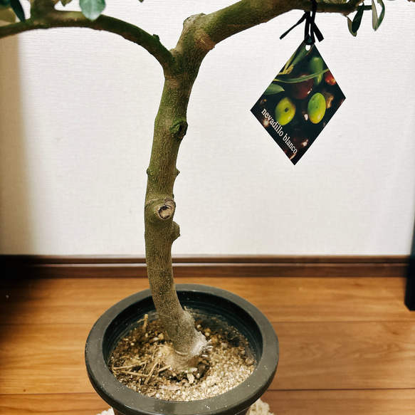 ［現品］6番　オリーブネバディロブランコ　創樹　観葉植物　おしゃれ　プラ鉢　6号　かわいい　しっかりした幹 6枚目の画像