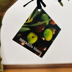 ［現品］6番　オリーブネバディロブランコ　創樹　観葉植物　おしゃれ　プラ鉢　6号　かわいい　しっかりした幹 8枚目の画像
