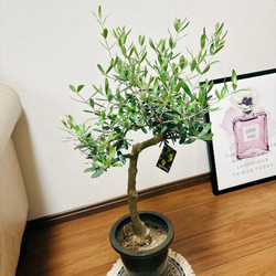 ［現品］6番　オリーブネバディロブランコ　創樹　観葉植物　おしゃれ　プラ鉢　6号　かわいい　しっかりした幹 3枚目の画像