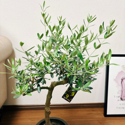 ［現品］6番　オリーブネバディロブランコ　創樹　観葉植物　おしゃれ　プラ鉢　6号　かわいい　しっかりした幹 7枚目の画像