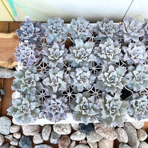 クリスペートビューティー 大株 6鉢セット ※鉢のまま発送 ！【多肉植物