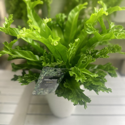観葉植物/アスプレニウム：クレステッドジャパニーズバーズネストファーン　レスリエ6号鉢 3枚目の画像