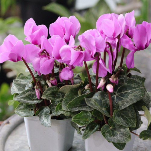 ガーデンシクラメン❤︎2苗セット 濃いピンク その他インテリア雑貨