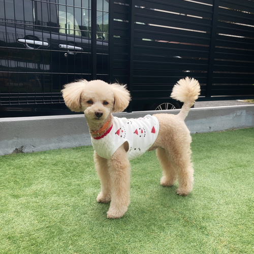 犬服ハンドメイドペット用品♡ラビットファー♡ウサギタンク❣️感謝
