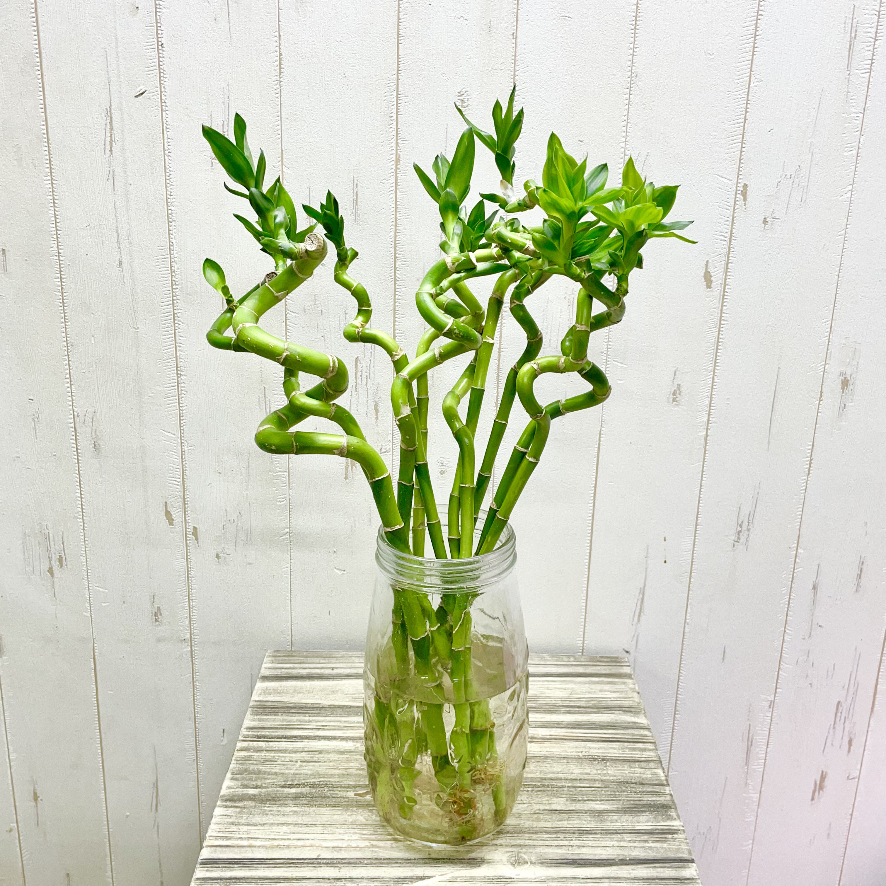 Swarovski ミリオンバンブー スワロフスキー置物・アクセサリー専門店 ☆プラネタリウム☆