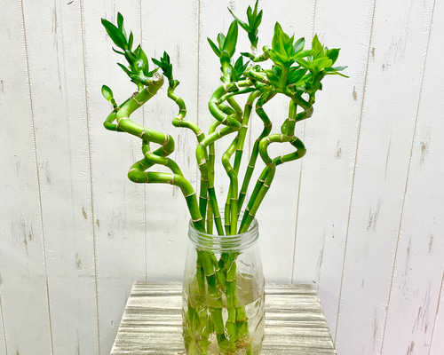 Swarovski ミリオンバンブー 幸運竹 スパイラルバンブー ミリオンバンブー 50-55cm 10本