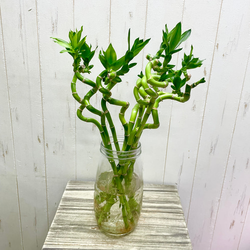 スパイラルバンブー ミリオンバンブー 40cm 10本 その他インテリア雑貨