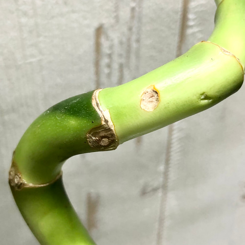 スパイラルバンブー ミリオンバンブー 40cm 10本 その他